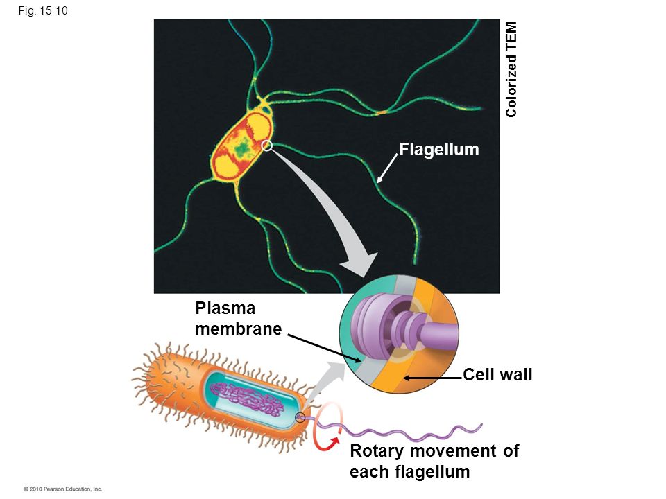 Fig Plasma membrane Cell wall Rotary movement of each flagellum Flagellum Colorized TEM