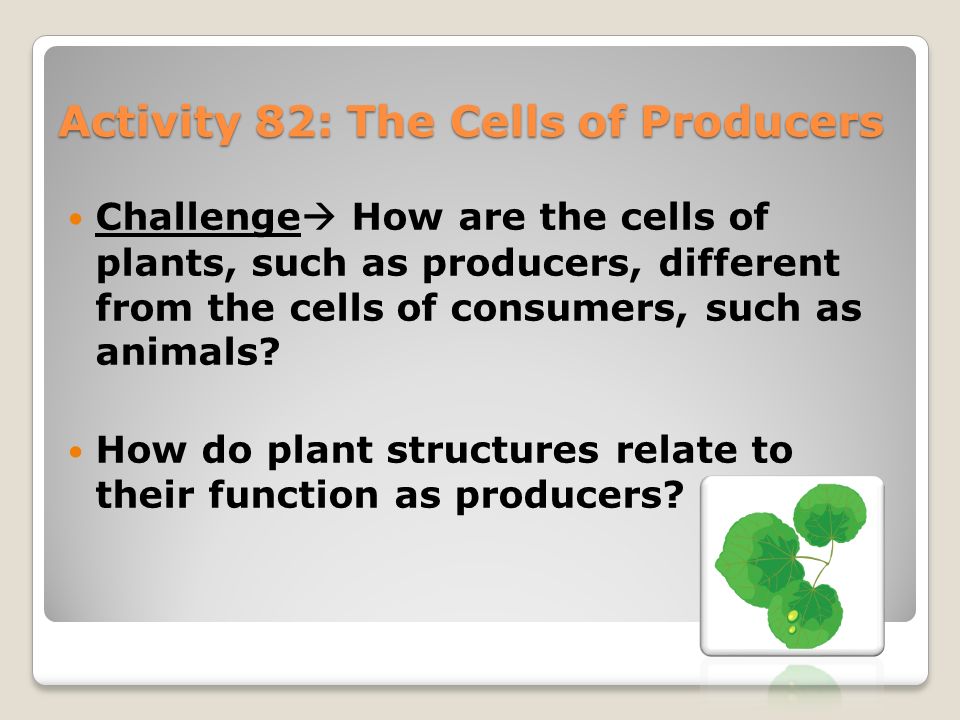 activity 82 the cells of producers challenge how are the producer and consumer venn diagram