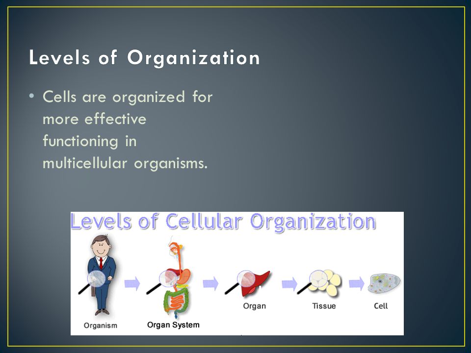 Cells are organized for more effective functioning in multicellular organisms.