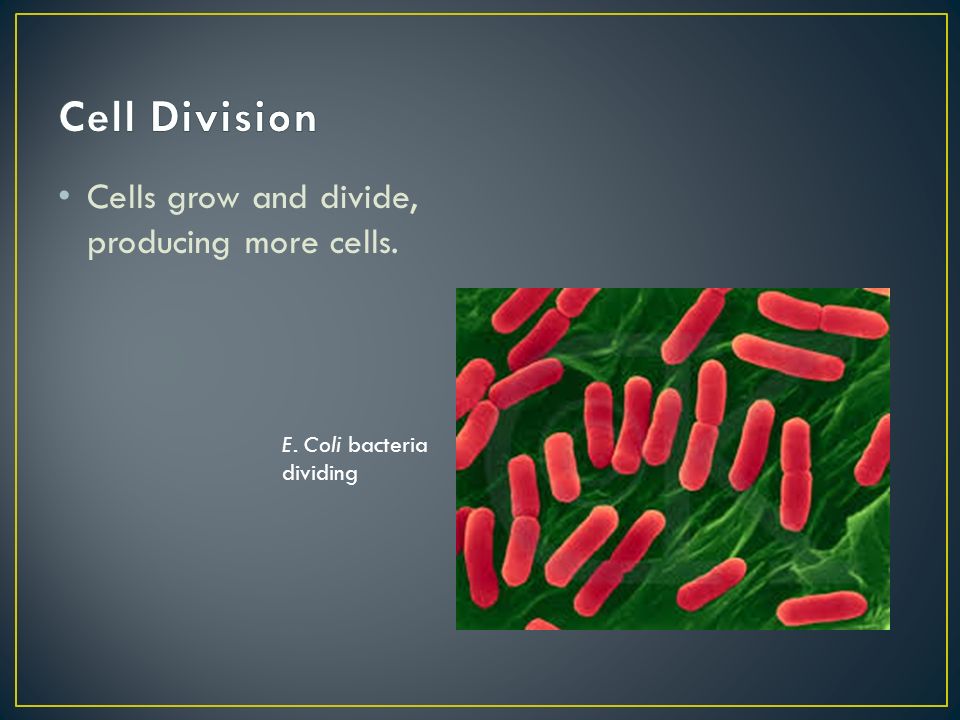 Cells grow and divide, producing more cells. E. Coli bacteria dividing