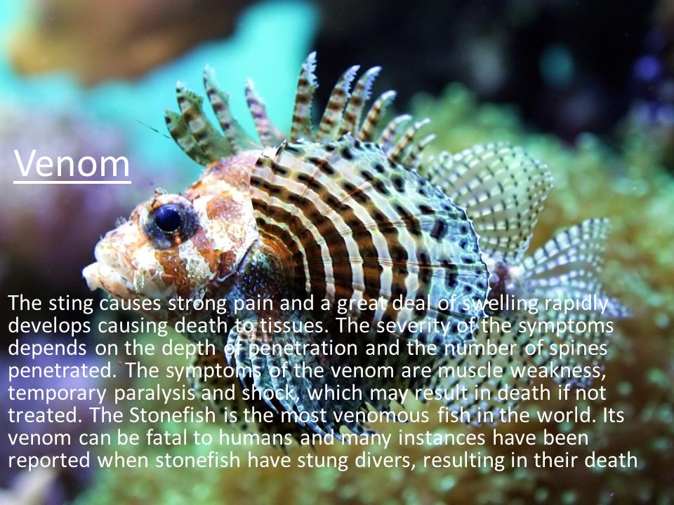 stonefish sting effects