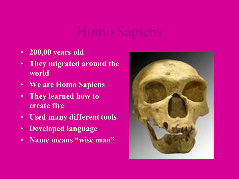 homo sapiens tools