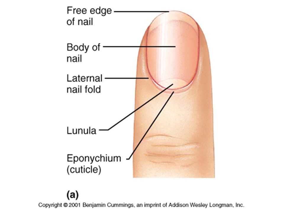 Chapter 4 The Skin And Its Parts Lied Learning What Are The Parts Of Nails