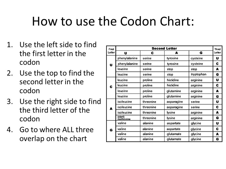 Codon Chart Worksheet Answers