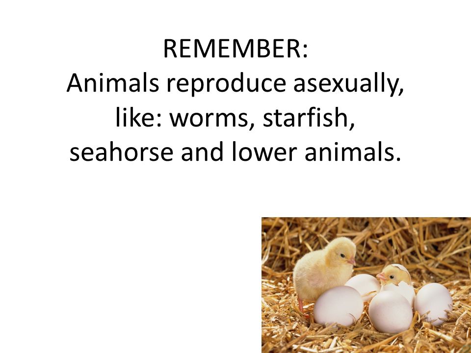 Do animals reproduce? How is it possible?. The animals reproduce: a.  asexually b. sexually c. like the plants d. a and b are correct d. a and b  are correct. - ppt