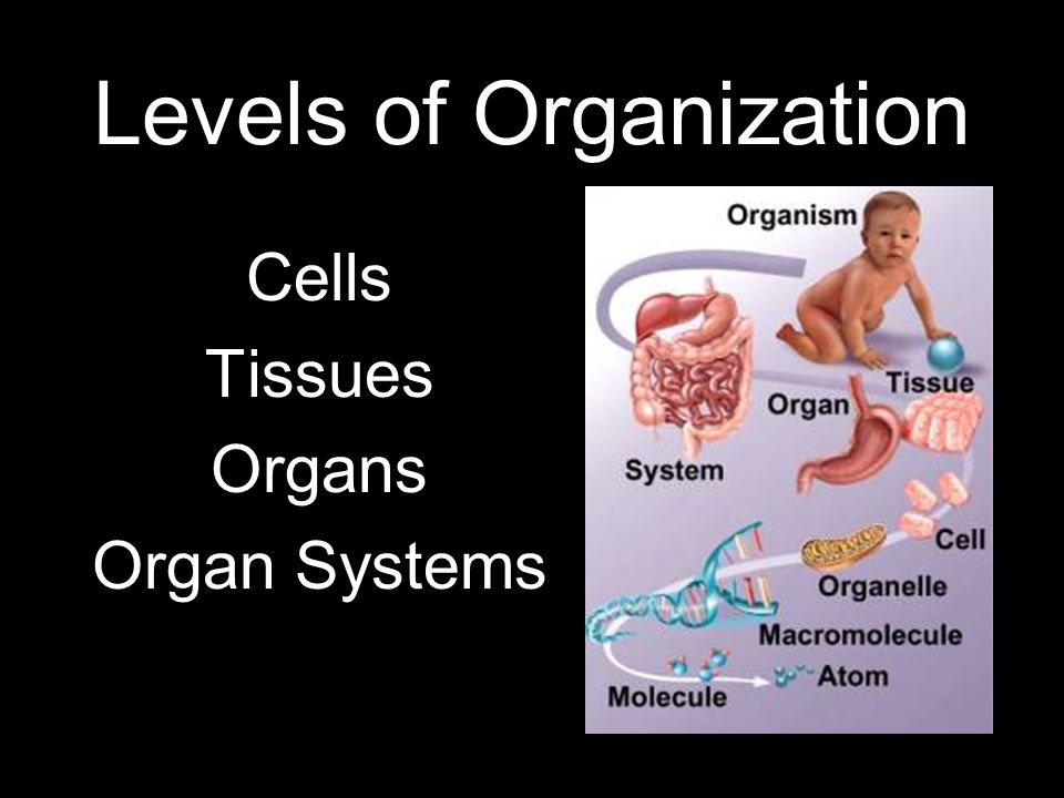 Human Body Systems. Levels of Organization Cells Tissues Organs Organ  Systems. - ppt download