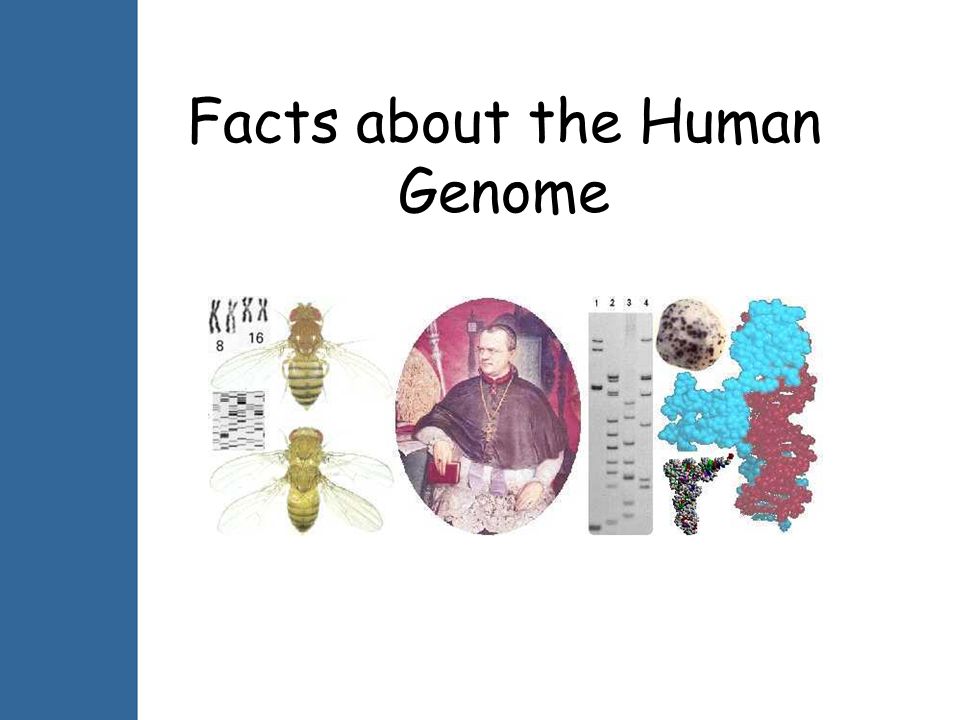 Facts about the Human Genome
