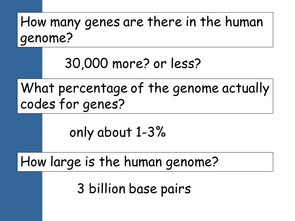 How many genes are there in the human genome. 30,000 more.