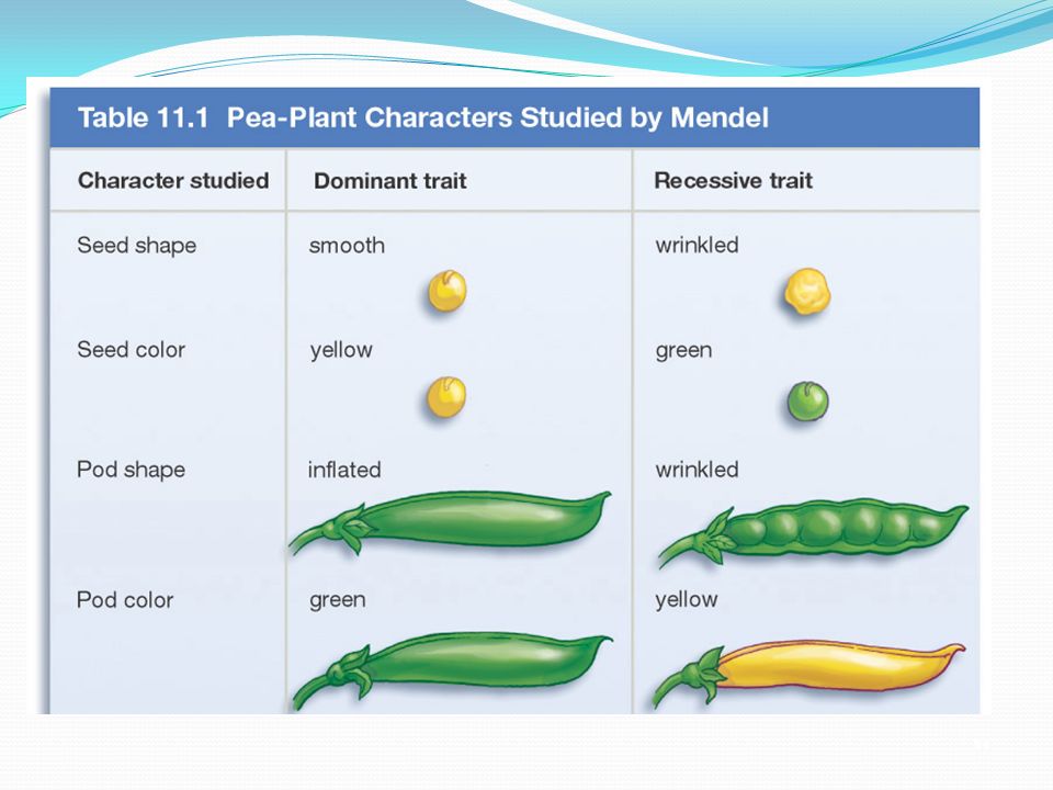 Genetics by Mendel 1 ONE GENE WITH TWO ALLELES CONTROLING TWO CONTRASTING/ ALTERNATIVE FORMS OF A SPECIFIC TRAIT IS CALLED MENDELELIAN GENETICS. - ppt download