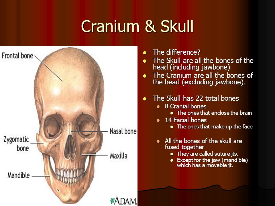 Definition & Meaning of Cranium