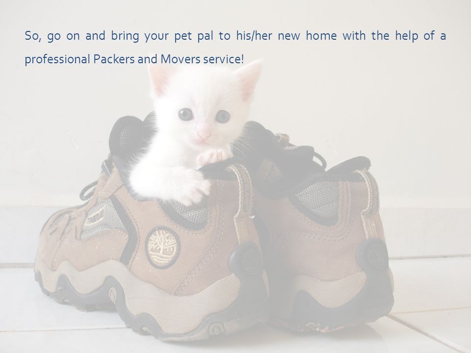 So, go on and bring your pet pal to his/her new home with the help of a professional Packers and Movers service!