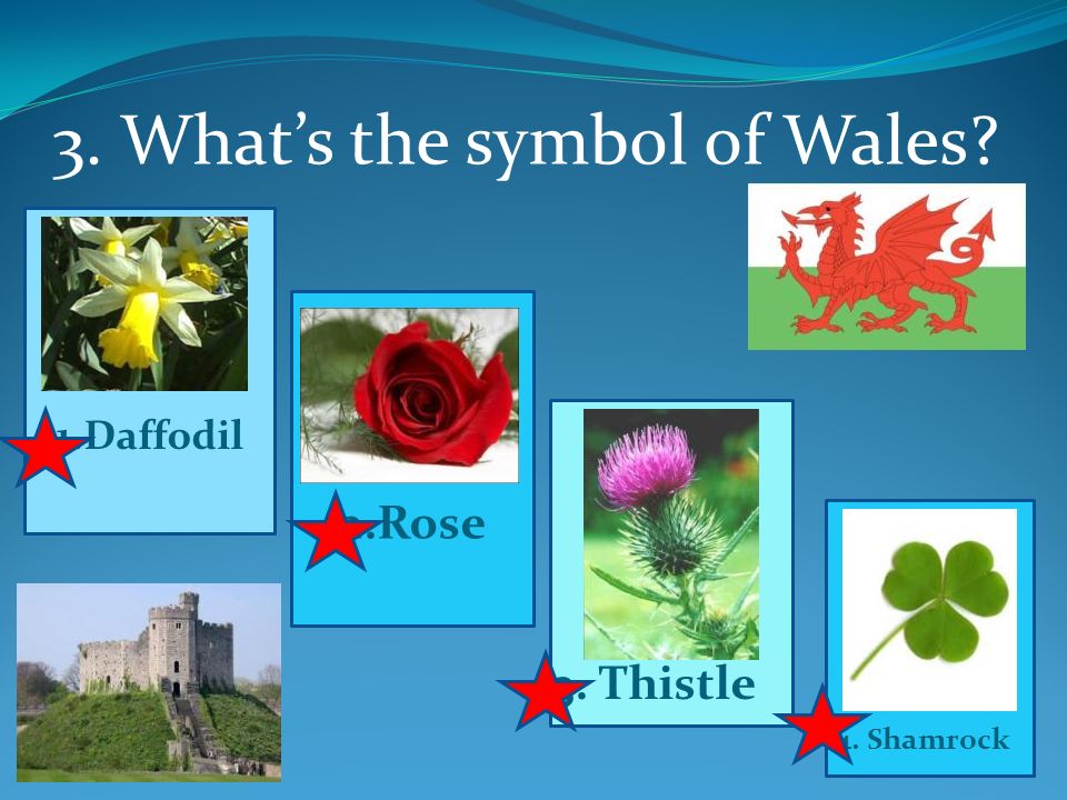3. What’s the symbol of Wales 1.Daffodil 2.Rose 3. Thistle 4. Shamrock