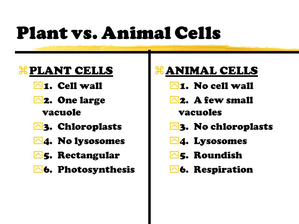 Plant Cells: Comparing Plant Cells with Animal Cells. - ppt download