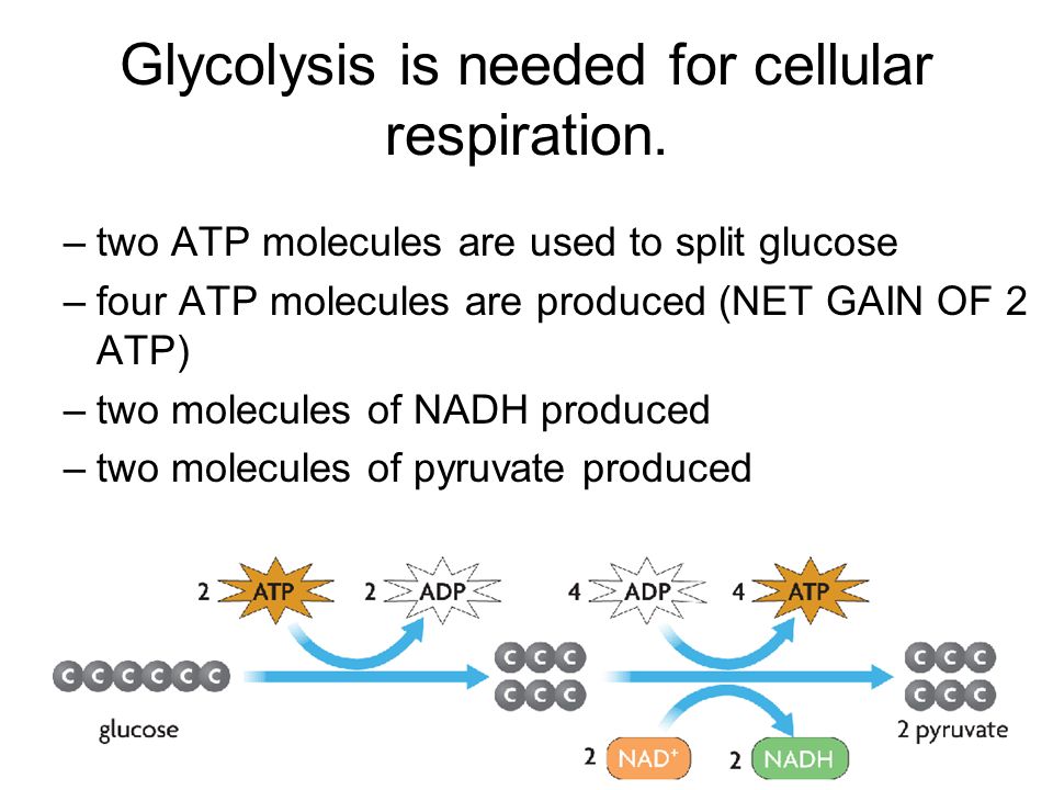 how many atp molecules are produced in cellular respiration