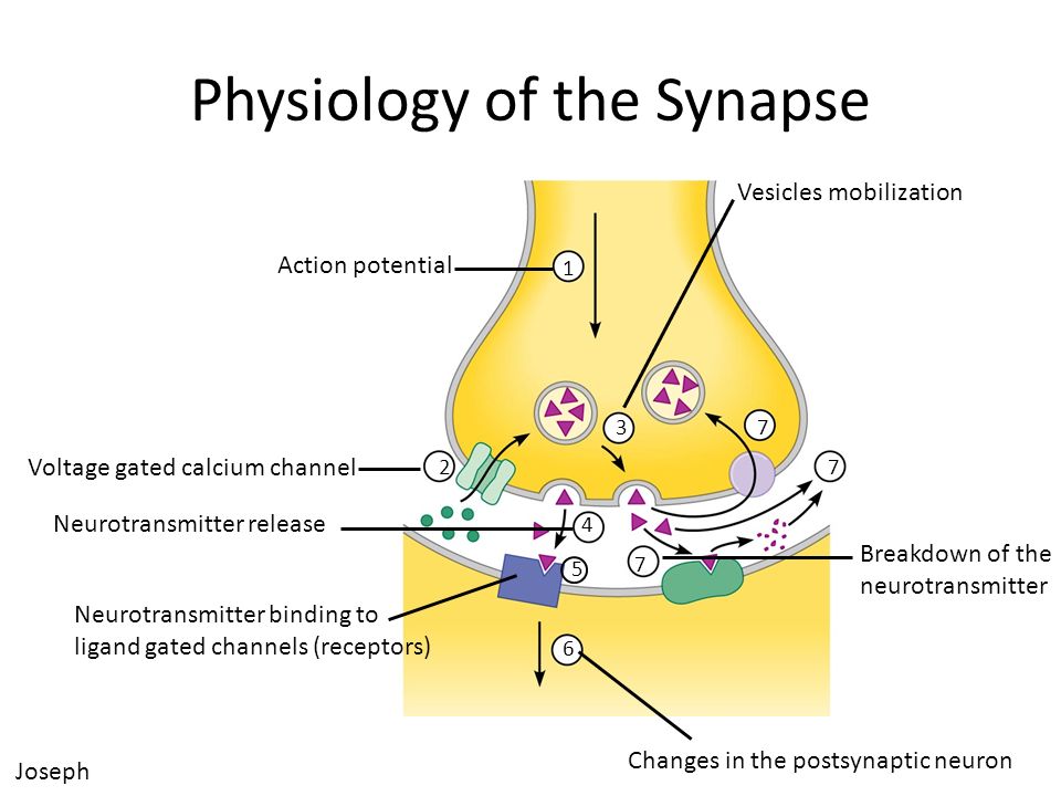 Physiology of the Synapse Voltage gated calcium channel Neurotransmitter binding to ligand gated channels (receptors) Action potential Vesicles mobilization Neurotransmitter release Changes in the postsynaptic neuron Breakdown of the neurotransmitter Joseph