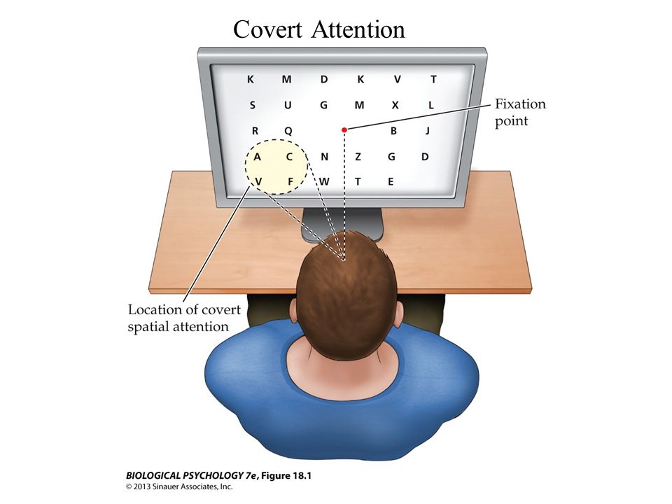 Attention Selects Stimuli For Processing Attention Or Selective Attention Is The Process Of Selecting Or Focusing On One Or More Stimuli For Enhanced Processing Ppt Download