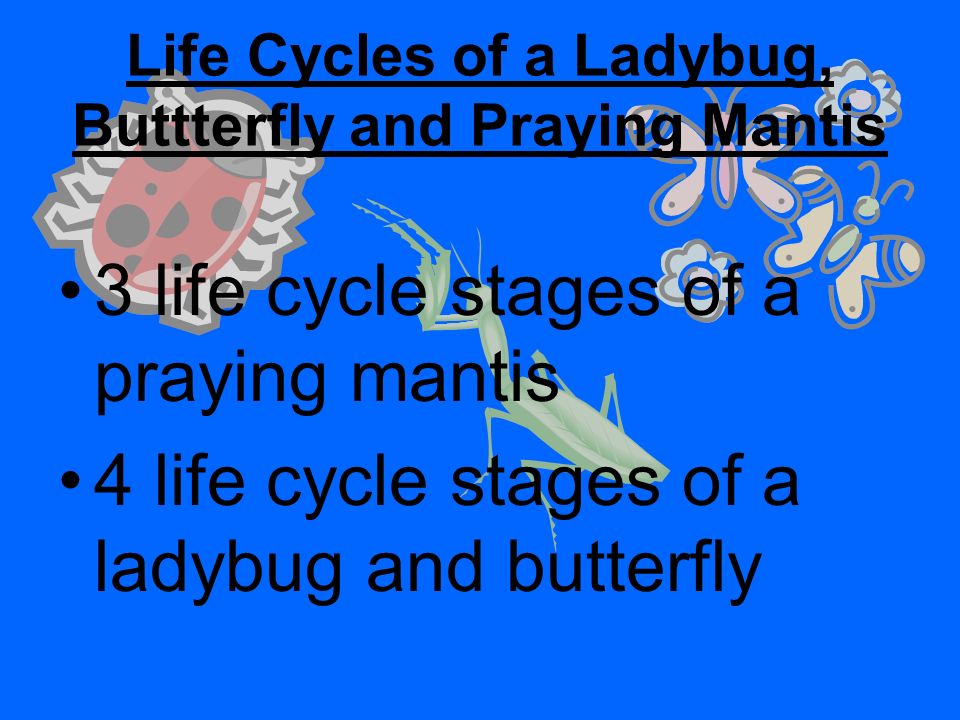 How do insects grow and change Life cycle stages Complete/Incomplete Metamorphosis