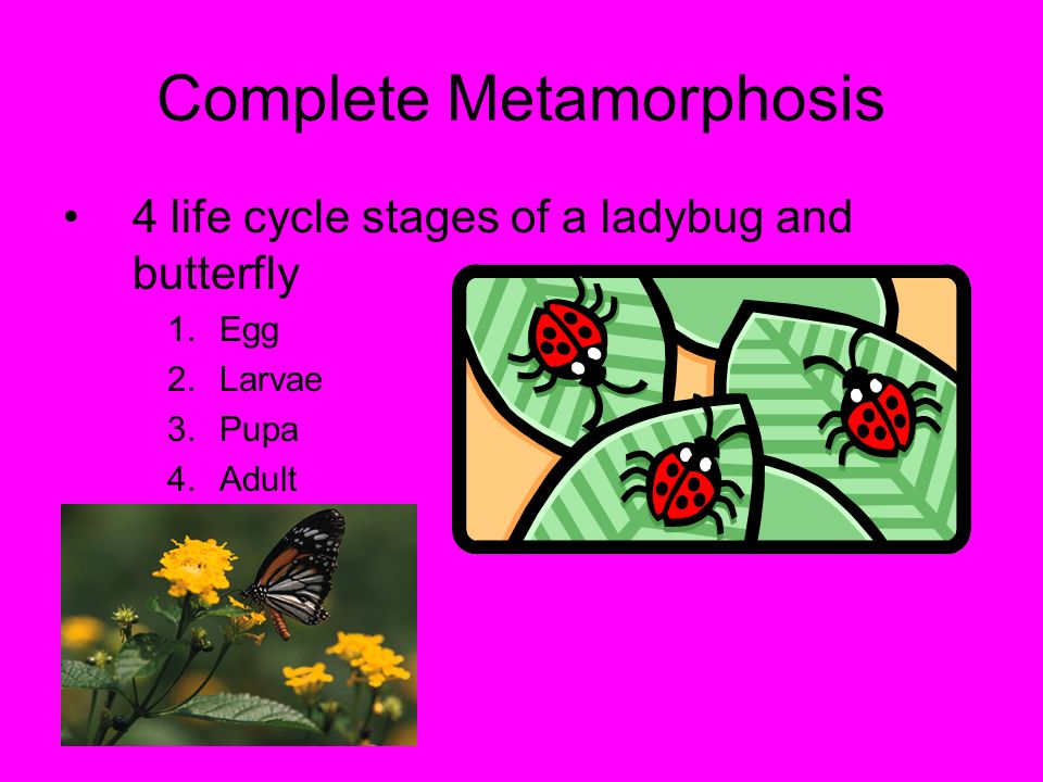Complete/Incomplete Metamorphosis Complete Metamorphosis= 4 life cycle stages Incomplete Metamorphosis= 3 life cycle stages