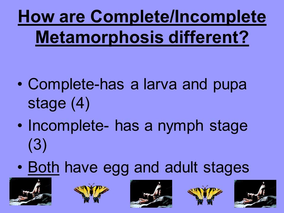 Incomplete Metamorphosis 3 life cycle stages 1.Egg 2.Nymph 3.Adult
