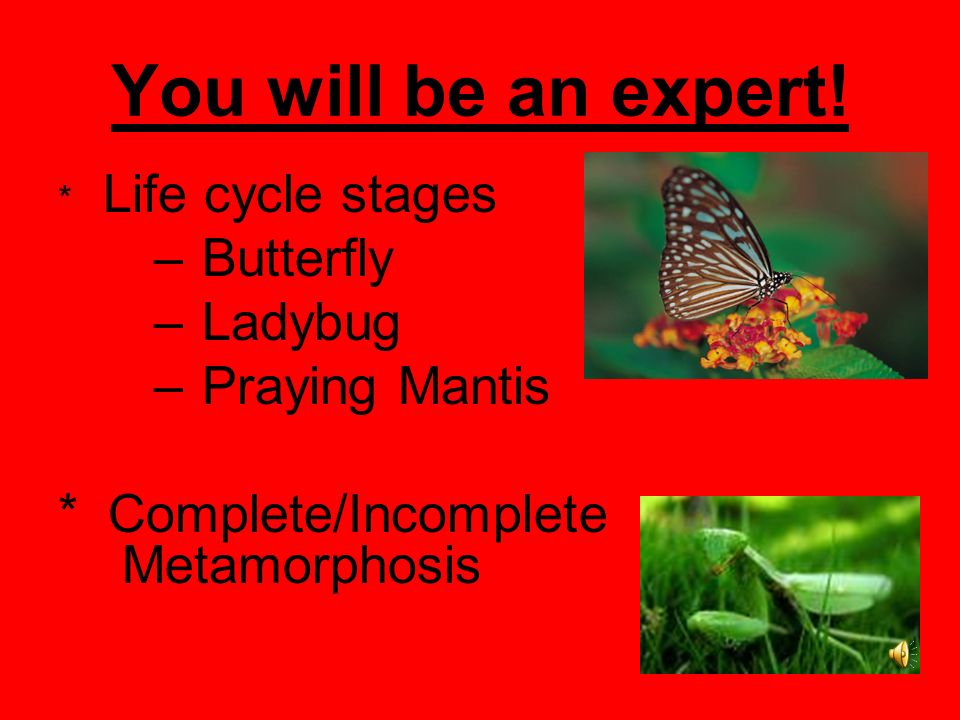 How are Complete/Incomplete Metamorphosis different.