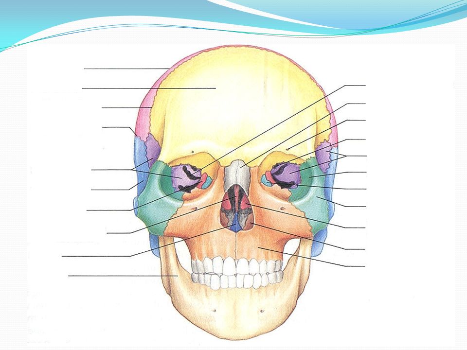 Лицевой скелет черепа. Строение костей черепа. Кости лицевой части черепа. Строение лицевого черепа анатомия. Анатомия костей лицевого черепа.