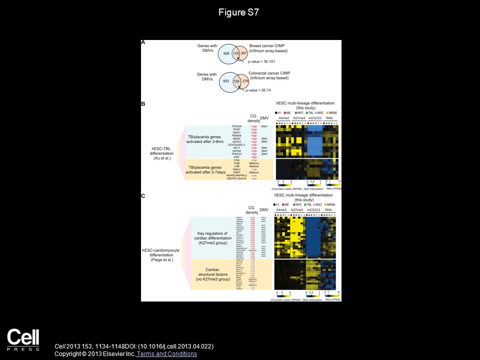 Figure S7 Cell , DOI: ( /j.cell ) Copyright © 2013 Elsevier Inc.