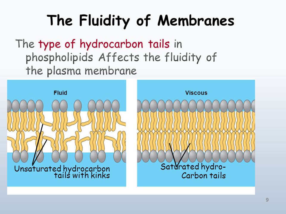 1 2 Plasma Membrane Phospholipids Fatty acid Phosphate “repelled by water”  “attracted to water” - ppt download