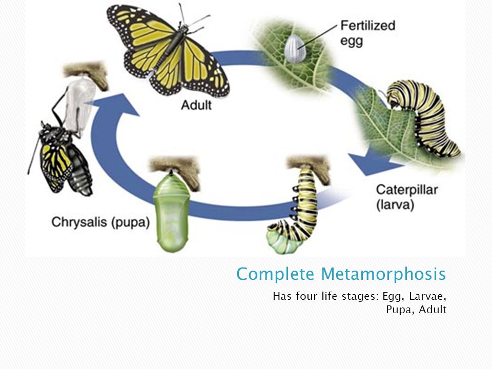 Функция трахеи у капустной белянки. Жизненный цикл бабочки капустницы. Жизненный цикл бабочки капустницы по дням. Охарактеризуйте цикл развития бабочки белянки. Цикл развития бабочки схема.