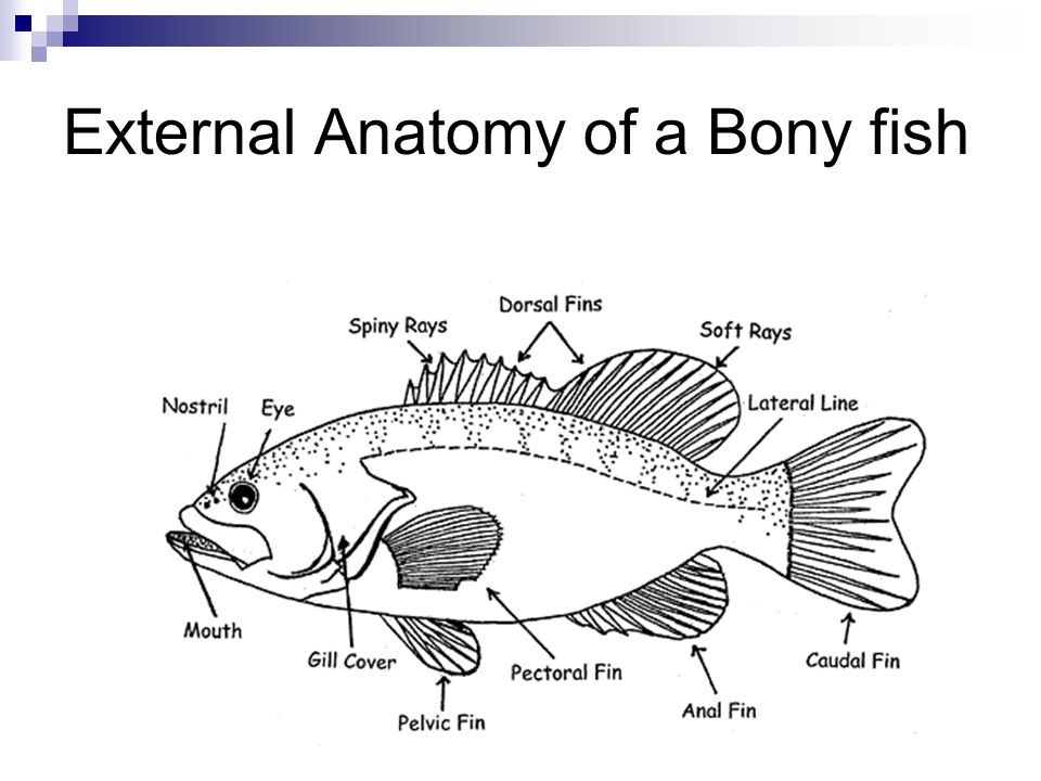 External Anatomy of a Bony fish.