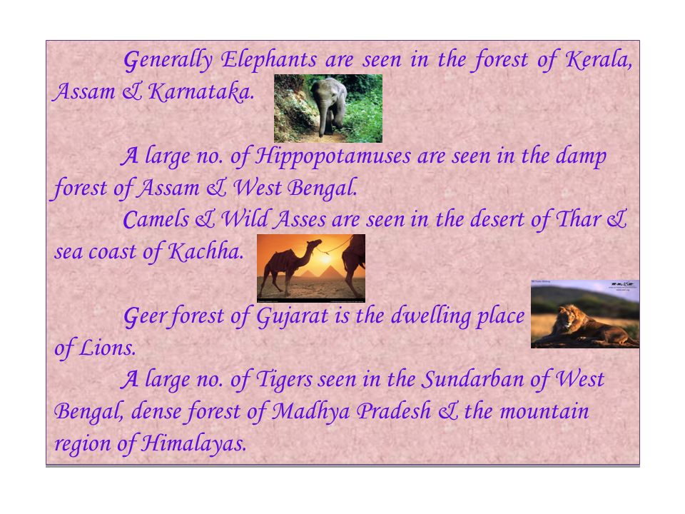 Wild animals of India : Different types of wild animals are seen in  different parts of Indian forest. Nearly more than 89 thousand of different  types. - ppt download