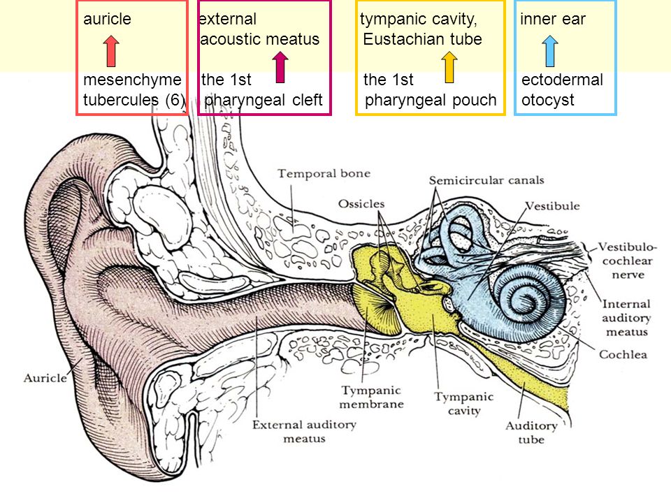 16 auricle external tympanic cavity, inner ear acoustic meatus Eustachian tube mesenchyme the 1st the 1st ectodermal tubercules (6) pharyngeal cleft pharyngeal pouch otocyst