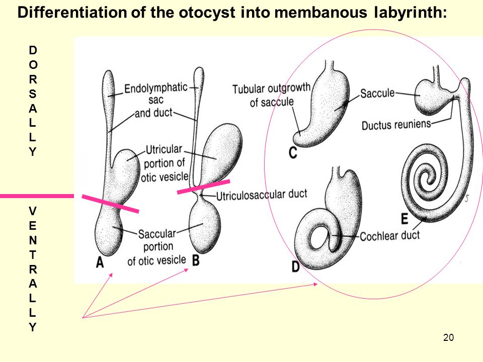 20 Differentiation of the otocyst into membanous labyrinth: VENTRALLYVENTRALLY DORSALLYDORSALLY
