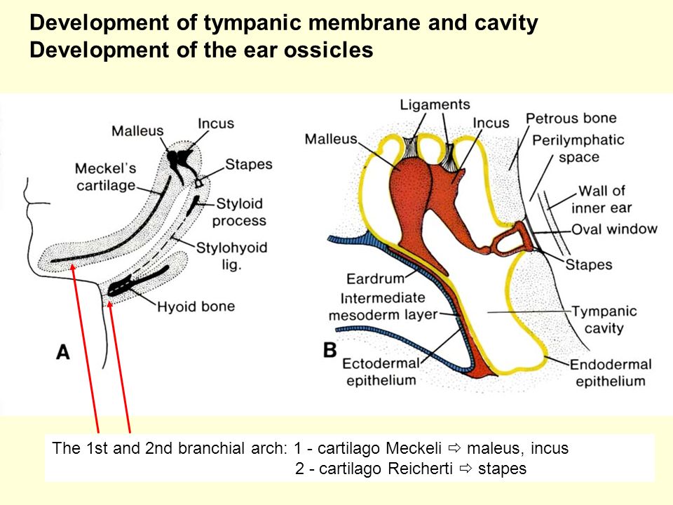24 Development of tympanic membrane and cavity Development of the ear ossicles The 1st and 2nd branchial arch: 1 - cartilago Meckeli  maleus, incus 2 - cartilago Reicherti  stapes
