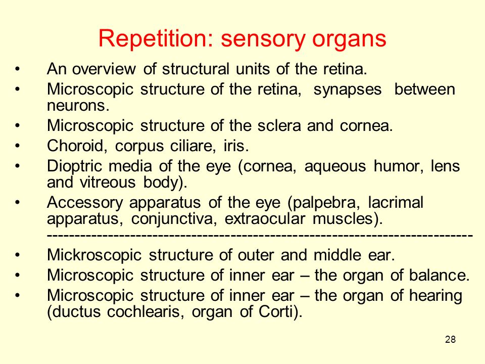 28 Repetition: sensory organs An overview of structural units of the retina.