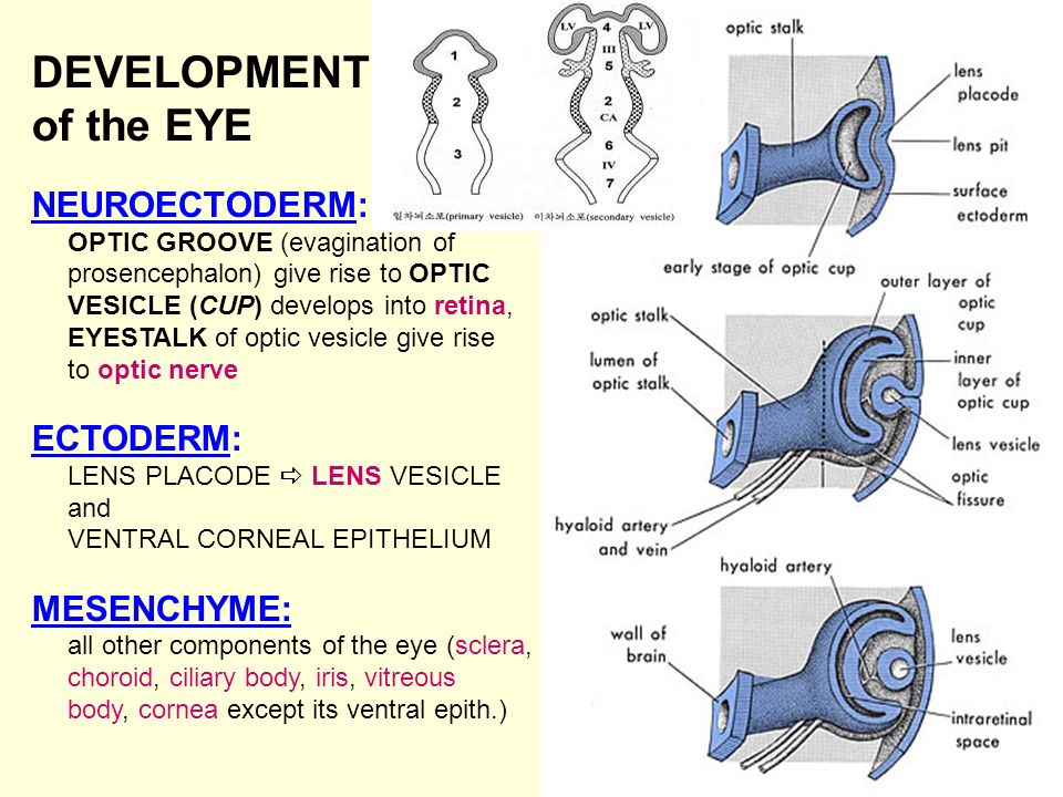6 DEVELOPMENT of the EYE NEUROECTODERM: OPTIC GROOVE (evagination of prosencephalon) give rise to OPTIC VESICLE (CUP) develops into retina, EYESTALK of optic vesicle give rise to optic nerve ECTODERM: LENS PLACODE  LENS VESICLE and VENTRAL CORNEAL EPITHELIUM MESENCHYME: all other components of the eye (sclera, choroid, ciliary body, iris, vitreous body, cornea except its ventral epith.)