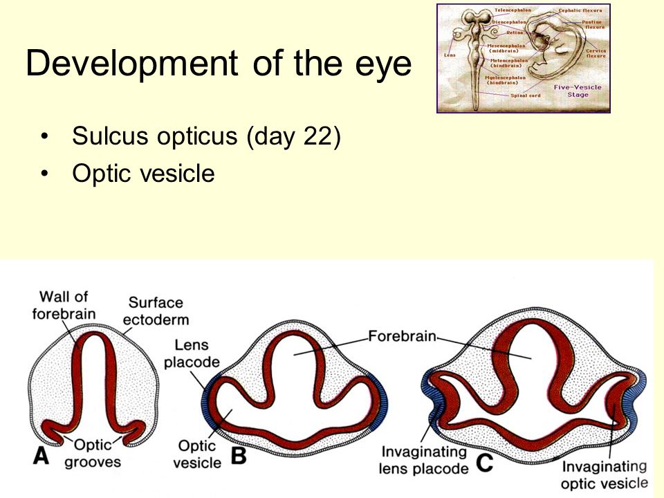 7 Development of the eye Sulcus opticus (day 22) Optic vesicle