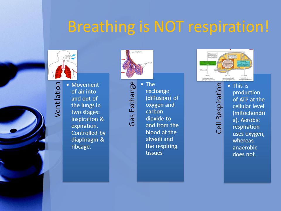 Gas Exchange (Core) Distinguish between ventilation, gas exchange and cell  respiration. - ppt download