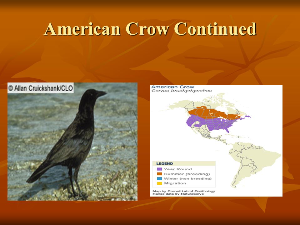 American Crow Continued