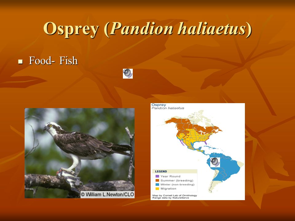 Osprey (Pandion haliaetus) Food- Fish Food- Fish