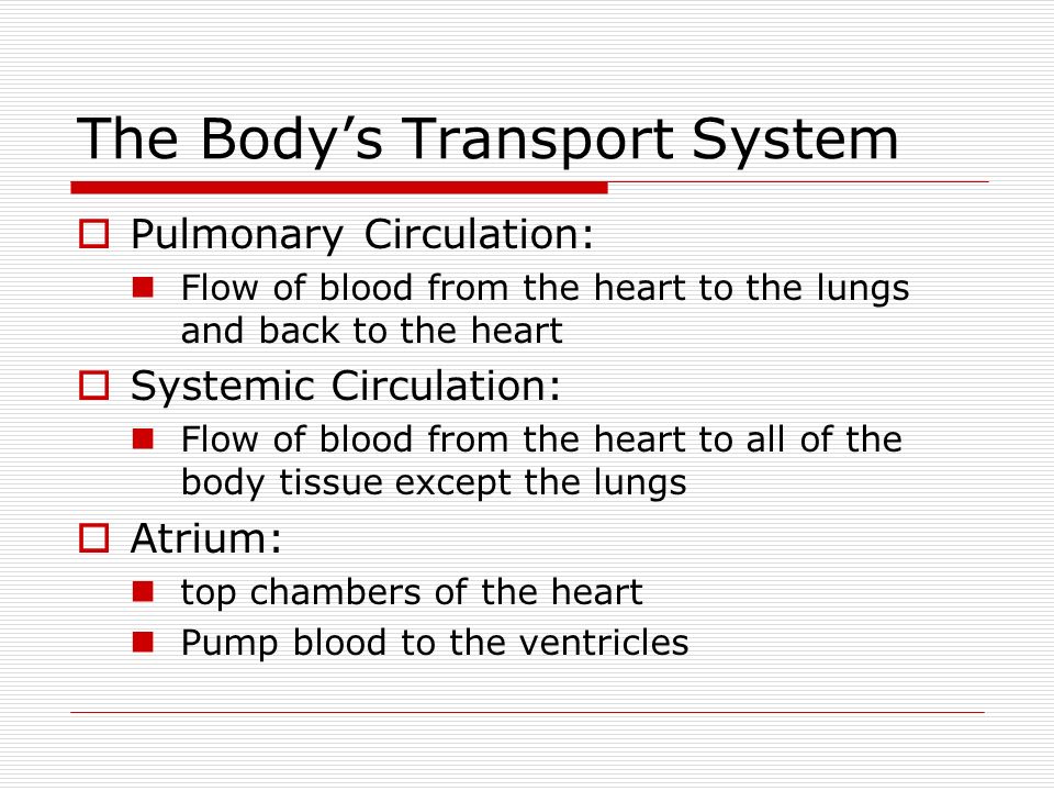 The Body’s Transport System  Pulmonary Circulation: Flow of blood from the heart to the lungs and back to the heart  Systemic Circulation: Flow of blood from the heart to all of the body tissue except the lungs  Atrium: top chambers of the heart Pump blood to the ventricles