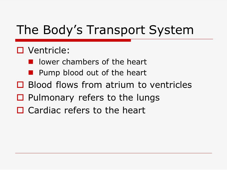 The Body’s Transport System  Ventricle: lower chambers of the heart Pump blood out of the heart  Blood flows from atrium to ventricles  Pulmonary refers to the lungs  Cardiac refers to the heart