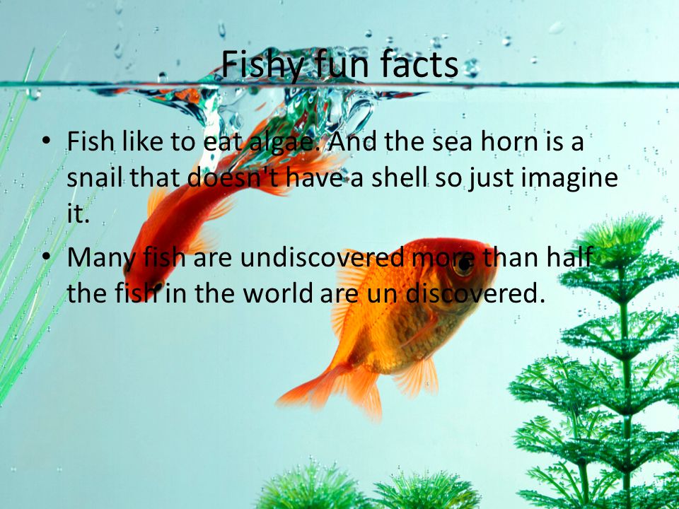 Fishy fun facts Fish like to eat algae.