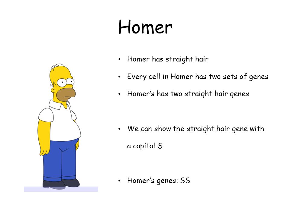 How are genes inherited?. The parents Homer has straight hair Marge has  curly hair. - ppt download