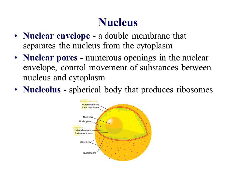 More About The Nucleus Nucleus Nuclear Envelope A Double Membrane That Separates The Nucleus From The Cytoplasm Nuclear Pores Numerous Openings In Ppt Download