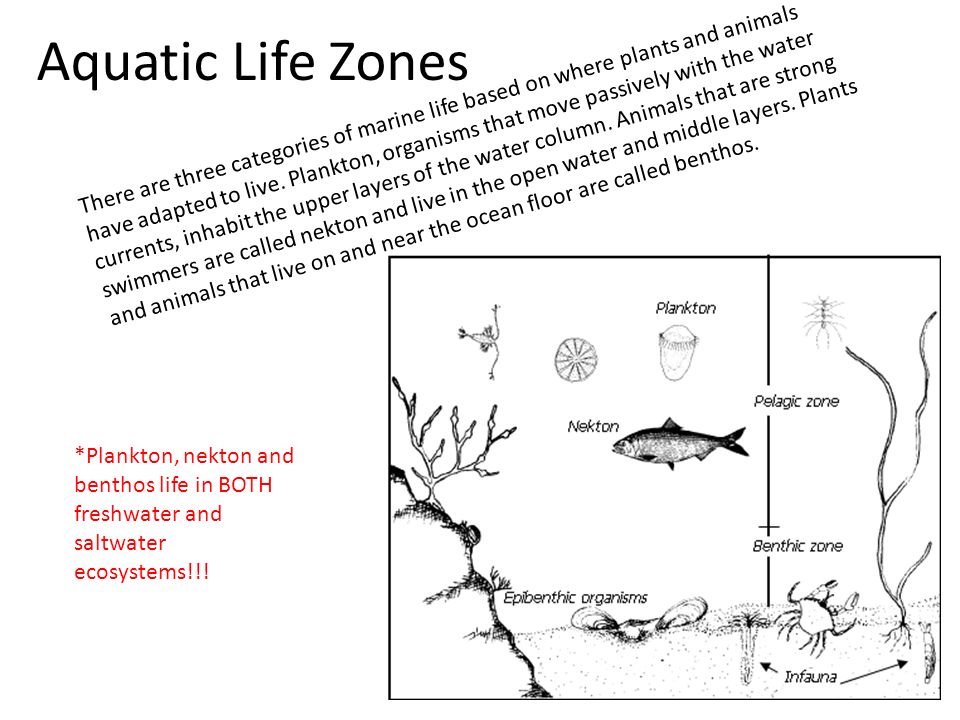 Aquatic Ecosystems. Aquatic Life Zones There are three categories of marine  life based on where plants and animals have adapted to live. Plankton,  organisms. - ppt download