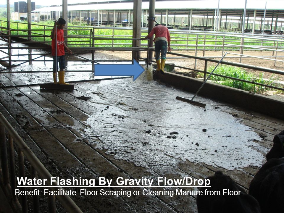 Water Flashing By Gravity Flow/Drop Benefit: Facilitate Floor Scraping or Cleaning Manure from Floor.