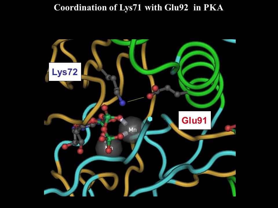 Lys72 Glu91 Coordination of Lys71 with Glu92 in PKA