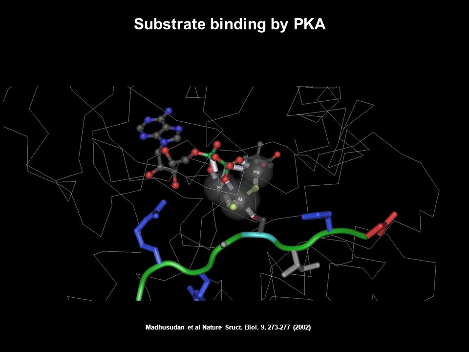 Substrate binding by PKA Madhusudan et al Nature Sruct. Biol. 9, (2002)