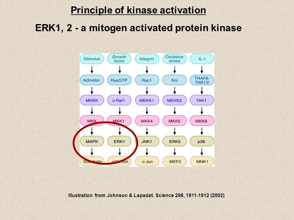 Principle of kinase activation ERK1, 2 - a mitogen activated protein kinase Illustration from Johnson & Lapadat.
