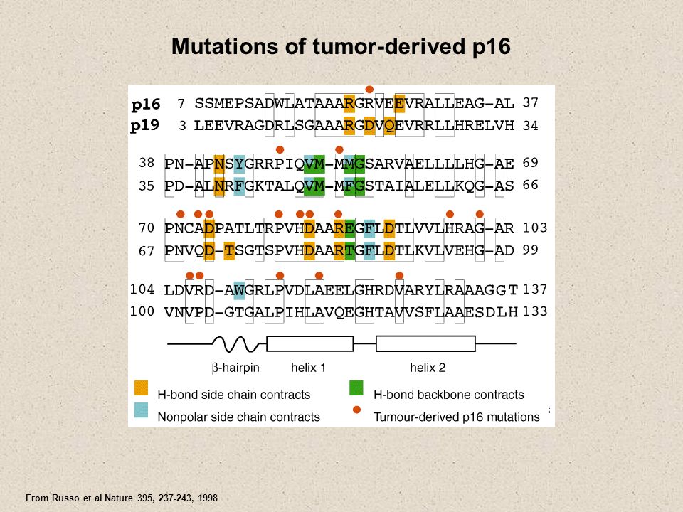 Mutations of tumor-derived p16